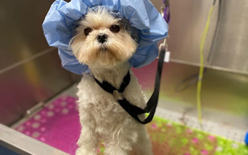 Dog Mom Petcare & Grooming — Pet groomer in Yonkers