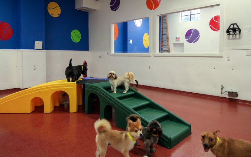 Paws & Play Pet Resort and Training Center — Pet boarding service in Yonkers