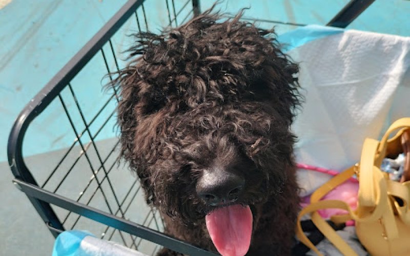 Vetco Total Care — Veterinarian in Yonkers