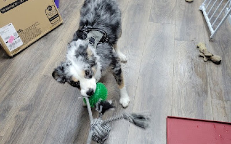 Your Pet’s Paradise — Pet groomer in Yonkers